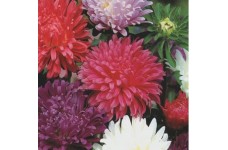 ASTER CAROUSEL MIXED COLOUR SEEDS - 100 SEEDS ASTER CAROUSEL MIXED COLOUR SEEDS - 100 SEEDS