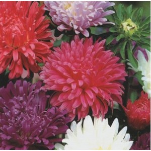 ASTER CAROUSEL MIXED COLOUR SEEDS - 100 SEEDS