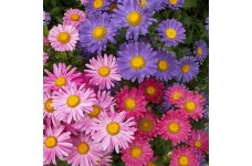 ASTER CHINA SINGLE MIX SEEDS - CALLISTEPHUS CHINENSIS MIXED COLOUR - 100 SEEDS ASTER CHINA SINGLE MIX SEEDS - CALLISTEPHUS CHINENSIS MIXED COLOUR - 100 SEEDS