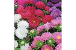 ASTER COLOUR CARPET MIXED COLOUR SEEDS - 100 SEEDS