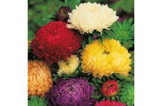 ASTER DUCHESS SPECIAL MIX - LATE FLOWERING - MIXED COLOUR SEEDS - 100 SEEDS ASTER DUCHESS SPECIAL MIX - LATE FLOWERING - MIXED COLOUR SEEDS - 100 SEEDS