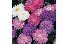 ASTER MILADY DWARF MIX SEEDS - CALLISTEPHUS CHINENSIS - MIXED COLOURS - 100 SEEDS ASTER MILADY DWARF MIX SEEDS - CALLISTEPHUS CHINENSIS - MIXED COLOURS - 100 SEEDS