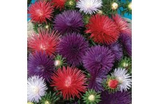 ASTER OSTERICH PLUME MIXED COLOUR SEEDS - 100 SEEDS ASTER OSTERICH PLUME MIXED COLOUR SEEDS - 100 SEEDS