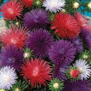 ASTER OSTERICH PLUME MIXED COLOUR SEEDS - 100 SEEDS