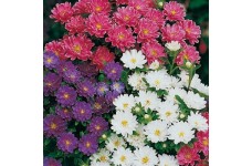ASTER SUPER PRINCESS MIXED COLOUR SEEDS - 100 SEEDS ASTER SUPER PRINCESS MIXED COLOUR SEEDS - 100 SEEDS