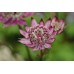 ASTRANTIA MAJOR BURGUNDY MANOR MASTERWORT PERENNIAL SEEDS - 25 SEEDS