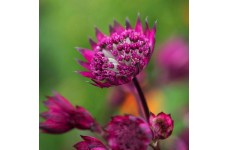 ASTRANTIA MAJOR BURGUNDY MANOR MASTERWORT PERENNIAL SEEDS - 25 SEEDS ASTRANTIA MAJOR BURGUNDY MANOR MASTERWORT PERENNIAL SEEDS - 25 SEEDS