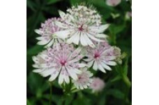 ASTRANTIA MAJOR ROMA ALBA WHITE HATTIES PIN CUSHION SEEDS - 25 SEEDS ASTRANTIA MAJOR ROMA ALBA WHITE HATTIES PIN CUSHION SEEDS - 25 SEEDS