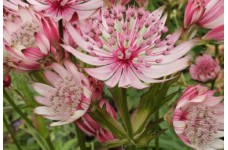 ASTRANTIA MAJOR SPARKLING STARS PINK MASTERWORT SEEDS - 25 SEEDS ASTRANTIA MAJOR SPARKLING STARS PINK MASTERWORT SEEDS - 25 SEEDS