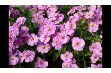 AUBRIETA HYBRIDA CASCADE MIX PERENNIAL SEEDS - 250 SEEDS AUBRIETA HYBRIDA CASCADE MIX PERENNIAL SEEDS - 250 SEEDS