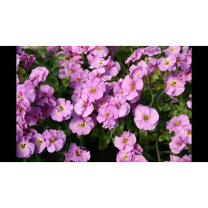 AUBRIETA HYBRIDA CASCADE MIX PERENNIAL SEEDS - 250 SEEDS