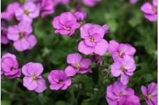 AUBRIETA LARGE FLOWERED HYBRID PERENNIAL SEEDS - 250 SEEDS AUBRIETA LARGE FLOWERED HYBRID PERENNIAL SEEDS - 250 SEEDS