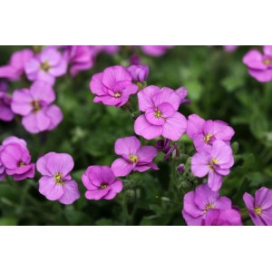 AUBRIETA LARGE FLOWERED HYBRID PERENNIAL SEEDS - 250 SEEDS