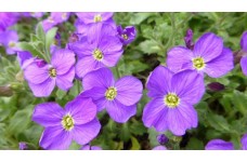 AUBRIETA ROYAL BLUE PERENNIAL SEEDS - 250 SEEDS AUBRIETA ROYAL BLUE PERENNIAL SEEDS - 250 SEEDS