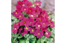 AUBRIETA ROYAL RED PERENNIAL SEEDS - 250 SEEDS AUBRIETA ROYAL RED PERENNIAL SEEDS - 250 SEEDS