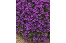 AUBRIETA ROYAL VIOLET PERENNIAL SEEDS - 250 SEEDS AUBRIETA ROYAL VIOLET PERENNIAL SEEDS - 250 SEEDS