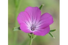 AGROSTEMMA GITHAGO SEEDS - CORNCOCKLE - PINK PURPLE FLOWERS - 100 SEEDS AGROSTEMMA GITHAGO SEEDS - CORNCOCKLE - PINK PURPLE FLOWERS - 100 SEEDS
