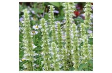 AGASTACHE MEXICANA WHITE GIANT HYSSOP SEEDS - 250 SEEDS AGASTACHE MEXICANA WHITE GIANT HYSSOP SEEDS - 250 SEEDS