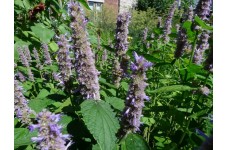 AGASTACHE MEXICANA GIANT HYSSOP LAVENDER BLUE - 250 SEEDS AGASTACHE MEXICANA GIANT HYSSOP LAVENDER BLUE - 250 SEEDS
