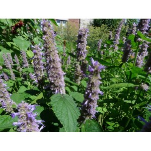 AGASTACHE MEXICANA GIANT HYSSOP LAVENDER BLUE - 250 SEEDS