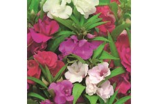 BALSAM DWARF BUSH FLOWERED MIX SEEDS - DOUBLE FLOWERS - 100 SEEDS BALSAM DWARF BUSH FLOWERED MIX SEEDS - DOUBLE FLOWERS - 100 SEEDS