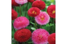 BELLIS POMPONETTE MIX (RED, WHITE & PINK MIX) PERENNIAL SEEDS - 100 SEEDS BELLIS POMPONETTE MIX (RED, WHITE & PINK MIX) PERENNIAL SEEDS - 100 SEEDS