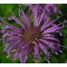BERGAMOT MONARDA FISTULOSA SEEDS - WILD BERGAMOT / BEE BALM - 250 SEEDS