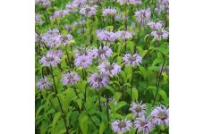 BERGAMOT MONARDA FISTULOSA SEEDS - WILD BERGAMOT / BEE BALM - 250 SEEDS BERGAMOT MONARDA FISTULOSA SEEDS - WILD BERGAMOT / BEE BALM - 250 SEEDS