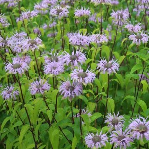 BERGAMOT MONARDA FISTULOSA SEEDS - WILD BERGAMOT / BEE BALM - 250 SEEDS