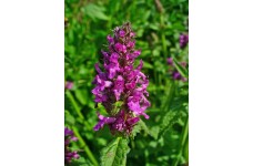 BETONY STACHYS - BETONICA OFFICINALIS - 100 SEEDS BETONY STACHYS - BETONICA OFFICINALIS - 100 SEEDS