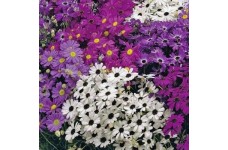 BRACHYSCOME IBERIDIFOLIA MIX SEEDS (SWAN RIVER DAISY / LITTLE MISSY) - 1000 SEEDS BRACHYSCOME IBERIDIFOLIA MIX SEEDS (SWAN RIVER DAISY / LITTLE MISSY) - 1000 SEEDS