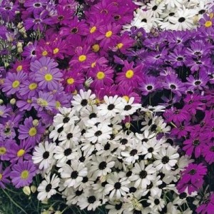 BRACHYSCOME IBERIDIFOLIA MIX SEEDS (SWAN RIVER DAISY / LITTLE MISSY) - 1000 SEEDS