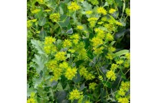 BUPLEURUM ROTUNDIFOLIUM GRIFFITHII GRIFFITI SEEDS - THOROW WAX - 50 SEEDS BUPLEURUM ROTUNDIFOLIUM GRIFFITHII GRIFFITI SEEDS - THOROW WAX - 50 SEEDS