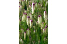 BRIZA MAXIMA ORNAMENTAL GRASS SEEDS - GREATER QUAKING GRASS - 50 SEEDS BRIZA MAXIMA ORNAMENTAL GRASS SEEDS - GREATER QUAKING GRASS - 50 SEEDS