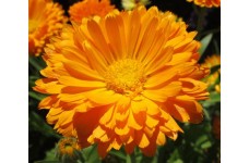 CALENDULA ORANGE KING POT MARIGOLD - 50 SEEDS CALENDULA ORANGE KING POT MARIGOLD - 50 SEEDS
