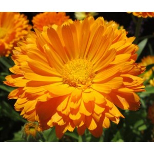 CALENDULA ORANGE KING POT MARIGOLD - 50 SEEDS