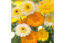 CALENDULA OFFICINALIS KINGLET FORMULA MIX SEEDS - POT MARIGOLD - 50 SEEDS CALENDULA OFFICINALIS KINGLET FORMULA MIX SEEDS - POT MARIGOLD - 50 SEEDS