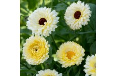 CALENDULA OFFICINALIS SNOW PRINCESS SEEDS - CREAM WHITE POT MARIGOLD - 50 SEEDS CALENDULA OFFICINALIS SNOW PRINCESS SEEDS - CREAM WHITE POT MARIGOLD - 50 SEEDS