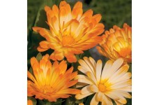 CALENDULA OFFICINALIS OOPSY DAISY SEEDS - YELLOW & CREAM POT MARIGOLD - 50 SEEDS CALENDULA OFFICINALIS OOPSY DAISY SEEDS - YELLOW & CREAM POT MARIGOLD - 50 SEEDS