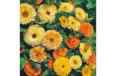 CALENDULA OFFICINALIS ART SHADES SEEDS - ORANGE YELLOW CREAM POT MARIGOLD - 50 SEEDS CALENDULA OFFICINALIS ART SHADES SEEDS - ORANGE YELLOW CREAM POT MARIGOLD - 50 SEEDS