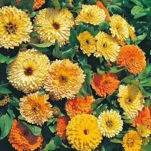 CALENDULA OFFICINALIS ART SHADES SEEDS - ORANGE YELLOW CREAM POT MARIGOLD - 50 SEEDS