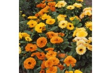 CALENDULA OFFICINALIS FIESTA GITANA SEEDS - ORANGE YELLOW CREAM POT MARIGOLD - 50 SEEDS CALENDULA OFFICINALIS FIESTA GITANA SEEDS - ORANGE YELLOW CREAM POT MARIGOLD - 50 SEEDS
