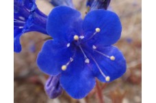CALIFORNIA BLUEBELL - PHACELIA CAMPANULARIA - DESERT BLUEBELL - 250 SEEDS CALIFORNIA BLUEBELL - PHACELIA CAMPANULARIA - DESERT BLUEBELL - 250 SEEDS
