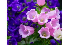 CANTERBURY BELLS SEEDS - CUP AND SAUCER MIX - CAMPANULA MEDIUM - 500 SEEDS CANTERBURY BELLS SEEDS - CUP AND SAUCER MIX - CAMPANULA MEDIUM - 500 SEEDS