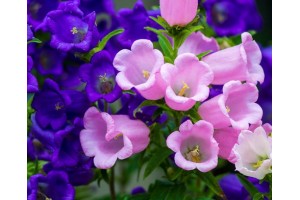 CANTERBURY BELLS SEEDS - CUP AND SAUCER MIX - CAMPANULA MEDIUM - 500 SEEDS