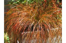 CAREX TESTACEA PRAIRIE FIRE ORNAMENTAL GRASS - 50 SEEDS CAREX TESTACEA PRAIRIE FIRE ORNAMENTAL GRASS - 50 SEEDS