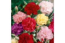 CARNATION CHABAUD MIX COLOUR SEEDS - 100 SEEDS CARNATION CHABAUD MIX COLOUR SEEDS - 100 SEEDS