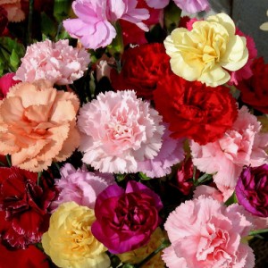 CARNATION DWARF VIENNA MIX SEEDS - DIANTHUS CARYOPHYLLUS - 100 SEEDS