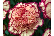 CARNATION DOUBLE STRIPED SEEDS - DIANTHUS CARYOPHYLLUS - 100 SEEDS CARNATION DOUBLE STRIPED SEEDS - DIANTHUS CARYOPHYLLUS - 100 SEEDS