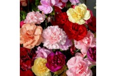 CARNATION DWARF FRAGRANCE MIX (MIXED COLOURS) PERENNIAL SEEDS - 100 SEEDS CARNATION DWARF FRAGRANCE MIX (MIXED COLOURS) PERENNIAL SEEDS - 100 SEEDS